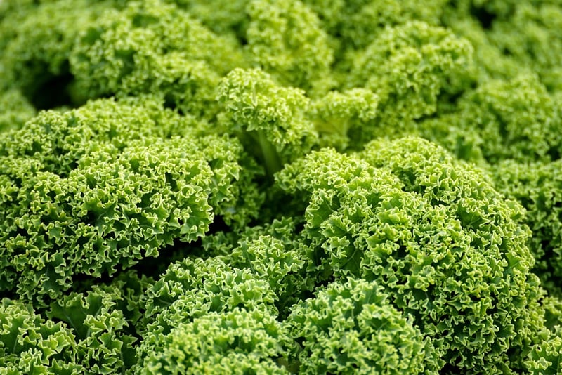 Kale in Fall