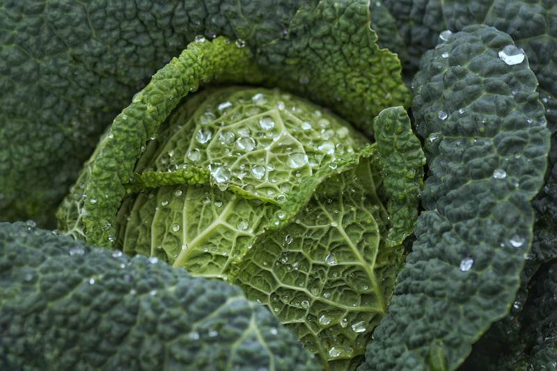 Winter Greens