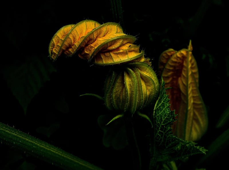 Zucchini in Spring